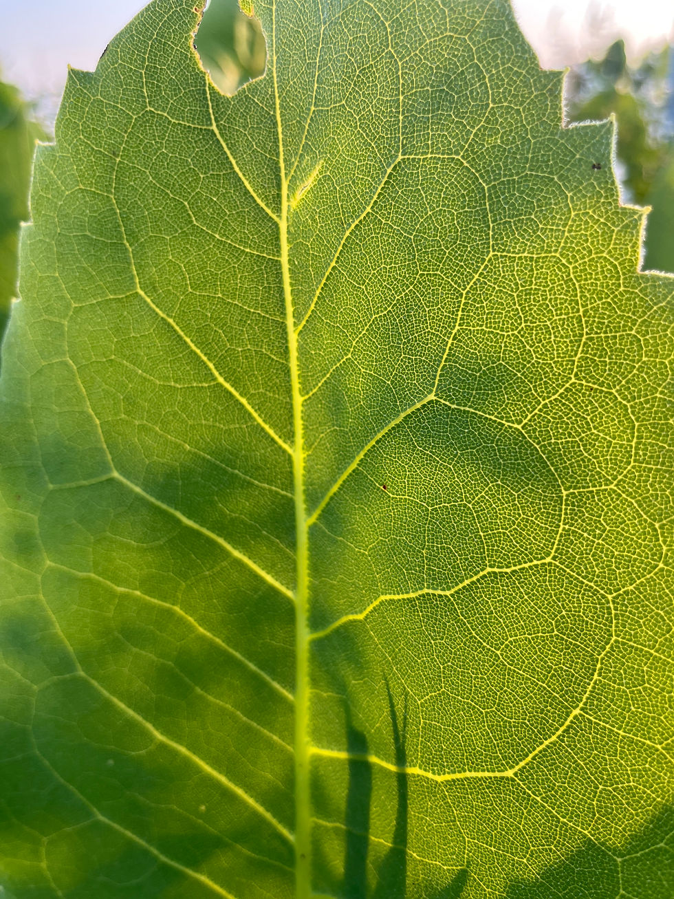 ree