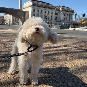 One-on-one dog care in Washington D.C.