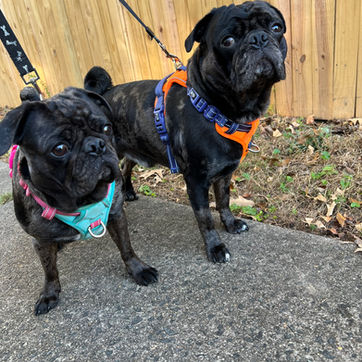 Daily dog walks subscription in Fairfax