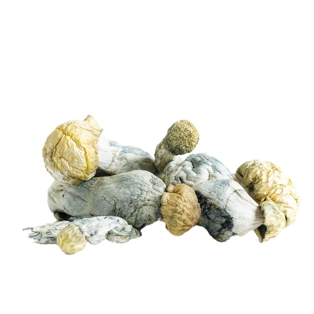 Andromeda Mushrooms
