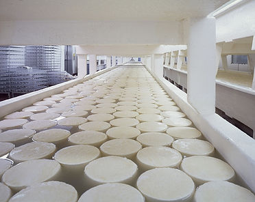 Selezione Sapore Dairy