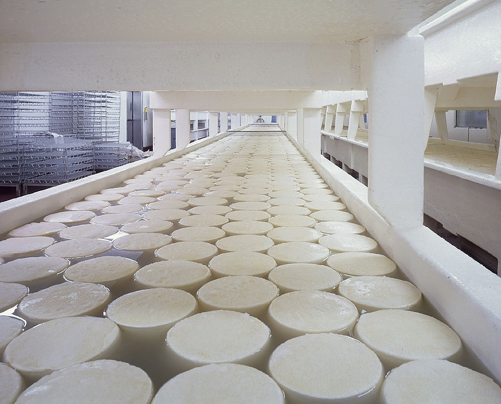 Cheese production line with fresh cheese rounds undergoing processing in a dairy manufacturing facility.