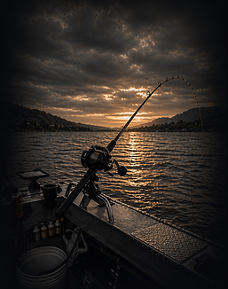 salmon category image