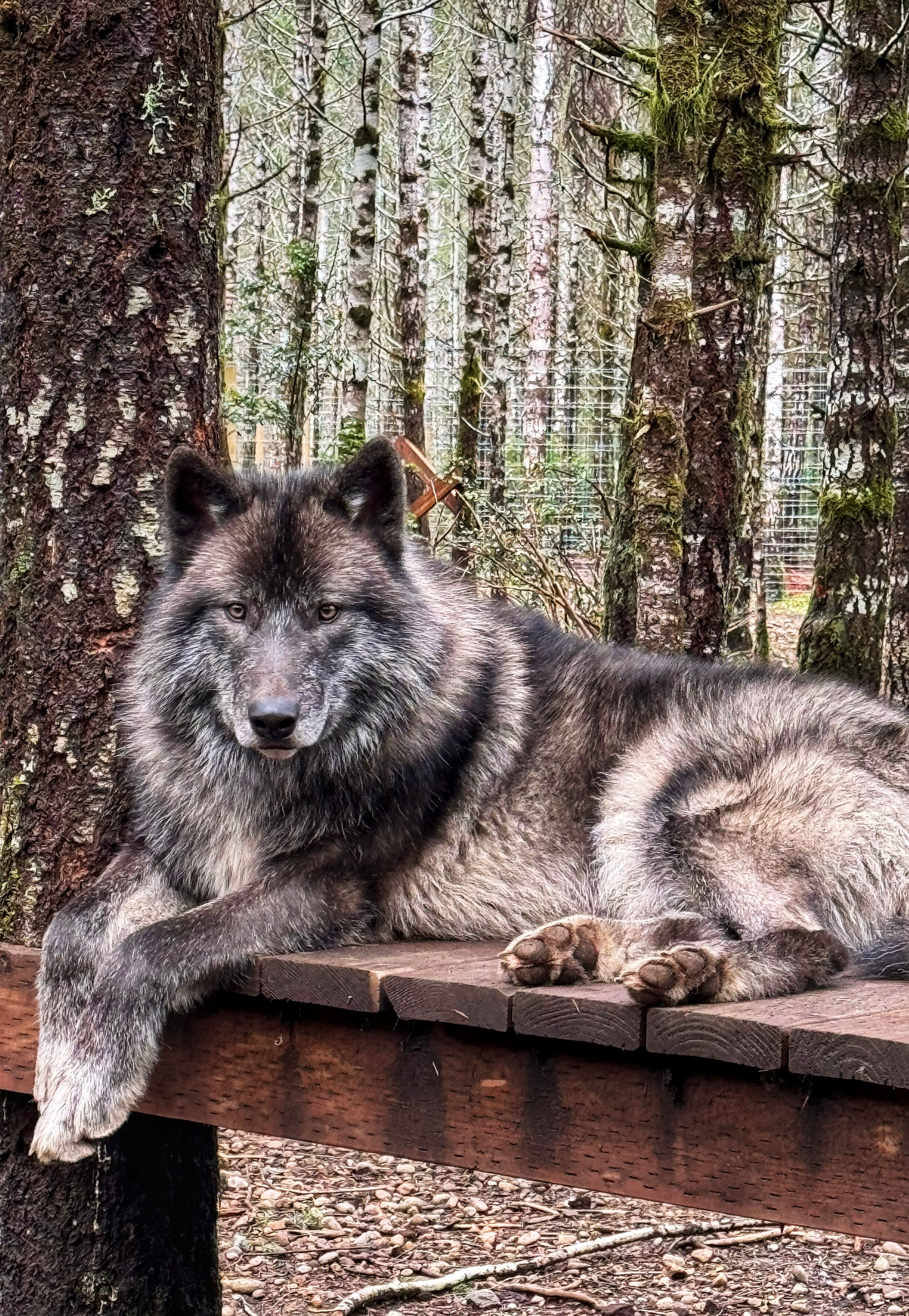 Adopt Pretty Boy Floyd!