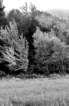 Autumn Forest_edited.jpg