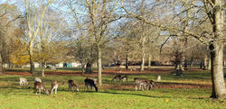 Deers