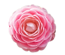 Camellia flower