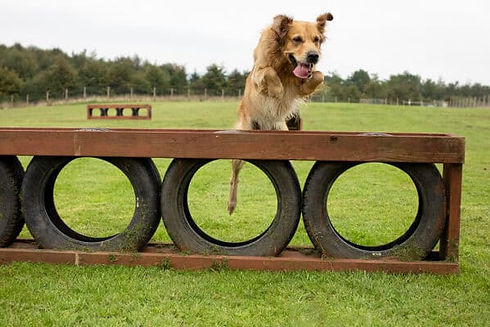a dog jumping over a fence