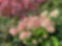 Hydrangea Flowers