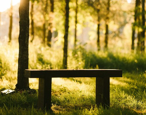 Bench in Woodland