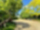 Sunny gravel driveway bordered by lush green trees and hedges.
