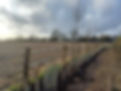 Hedge Row being planted