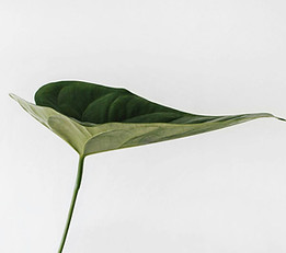 Single Leaf