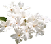 White Jasmine