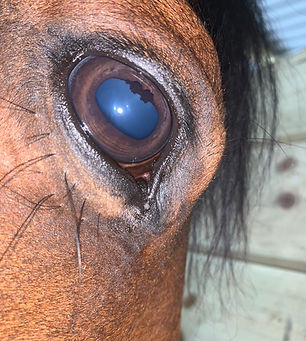 IRIDOLOGY