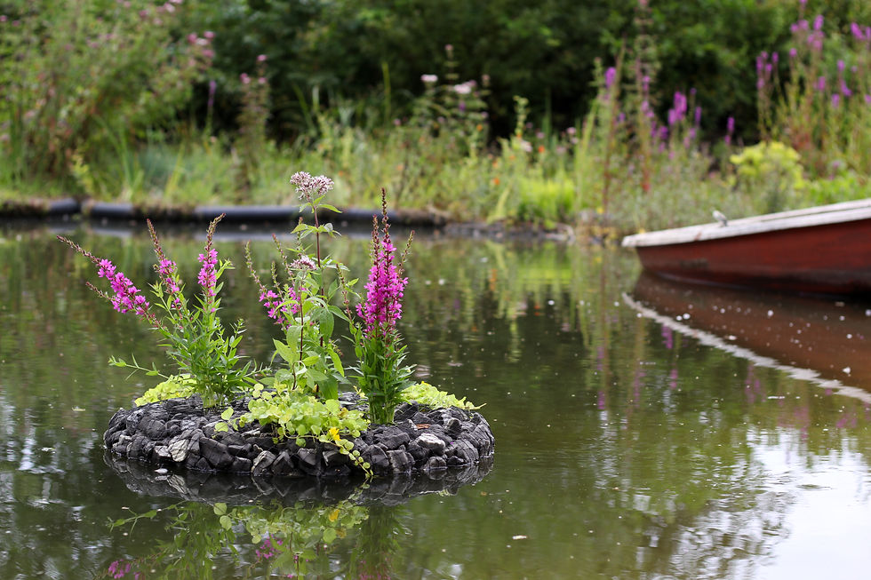 Miniaturbild: Schwimmende Pflanzeninsel Ø 60 cm // floating wetland  Ø 60 cm