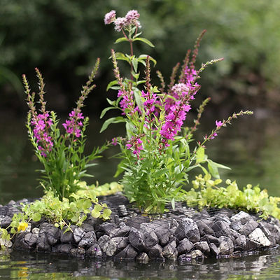 Planteneiland met vijverplanten