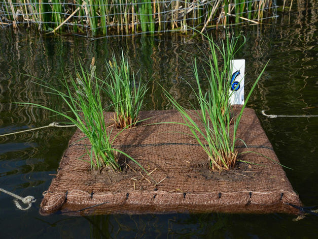 Roestvaststalen planteneilanden in de Bienener Altrhein voor het natuurbeschermingscentrum Kleve als onderdeel van het project “levende rietlanden”.