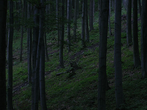 Forest_edited.jpg