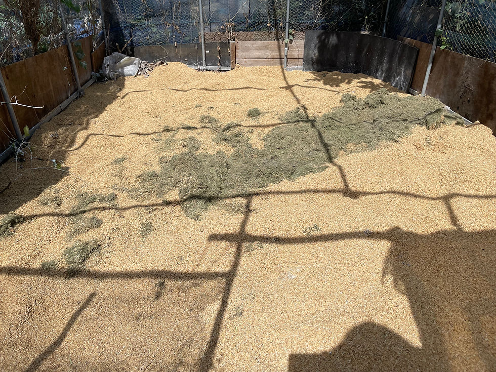 稲刈りのお手伝い@埼玉県鴻巣市(味噌作り関連)