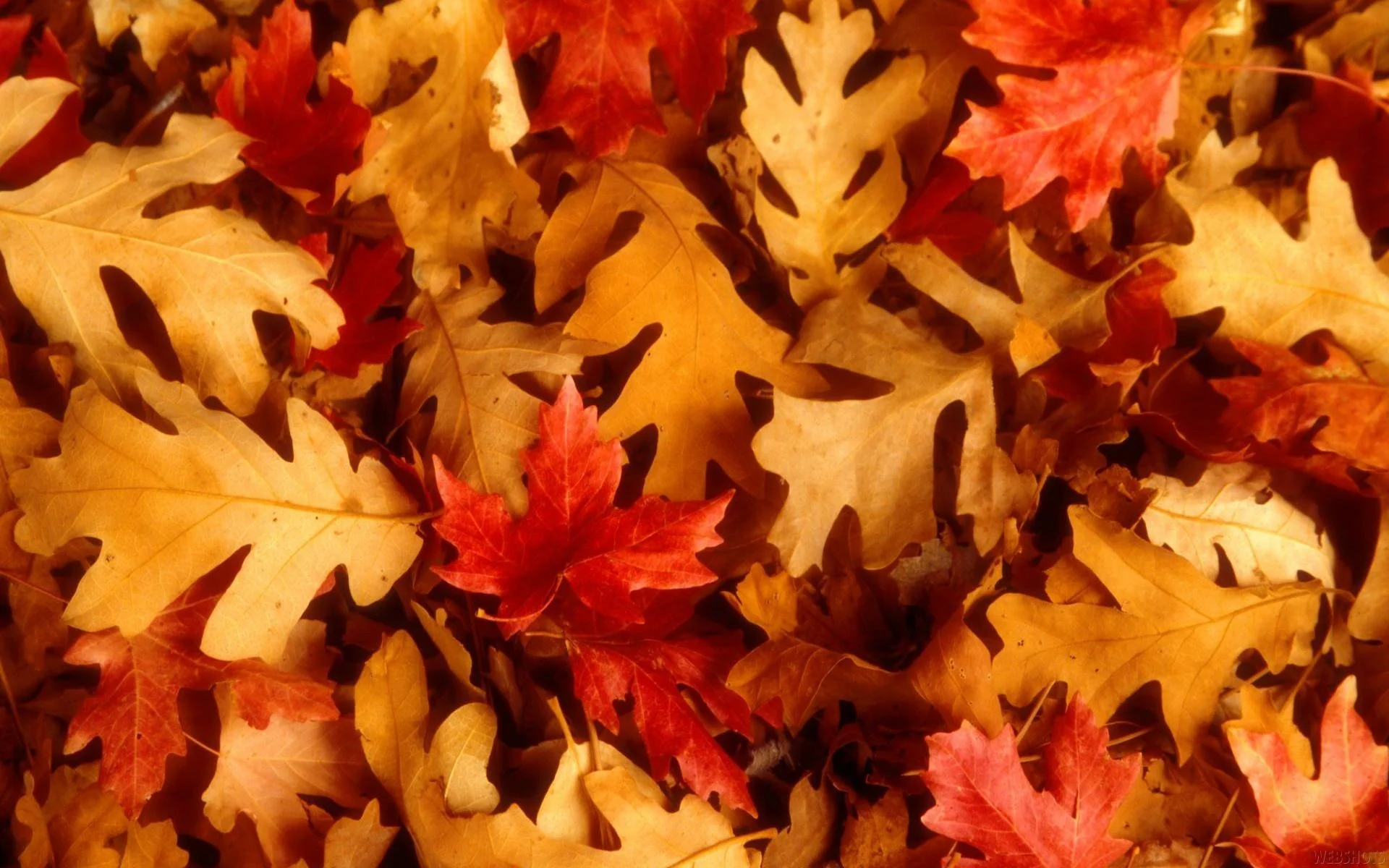 269456.webp