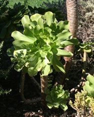 Aeonium undulatum-1.jpg
