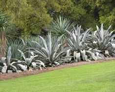 Agave franzosinii.jpg