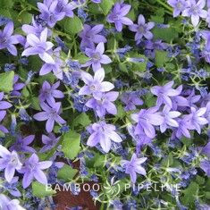 Campanula portenschlagiana (C. muralis)-