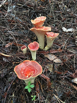 Scaly Chanterelle