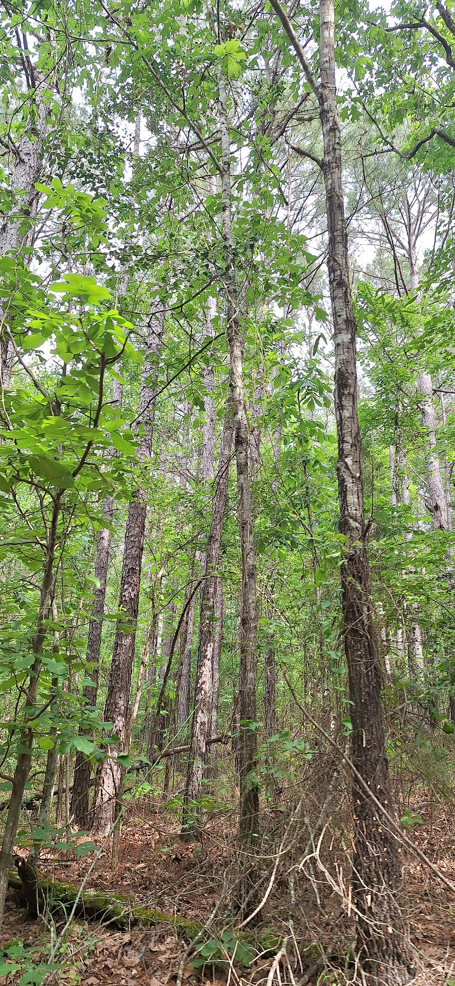 Gilmer Trees.jpg