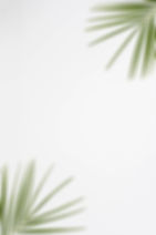 elevated-view-palm-leaves-corner-white-backdrop.jpg