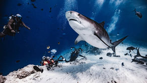 Maldives Shark Diving: April 2nd-5th Advanced OW with 50 logged dives