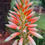 Thumbnail: Sunbird Aloes 'Pink Pastel'