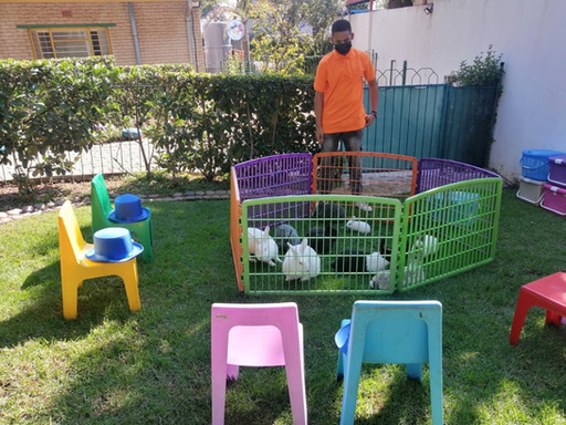 bunnies set up.jpeg