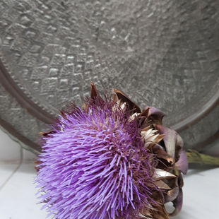 Pflanzen und Interieur. Vintage und seltene Pflanzen.