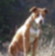 Dog Hiking, walking & boarding in Los Angeles