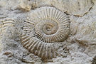 close-up-shell.jpg