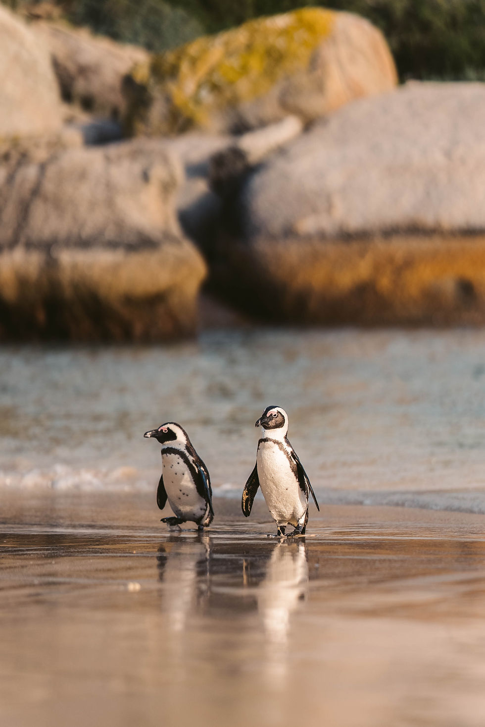 Cape Town Tours
