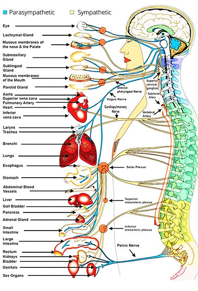 Spinal Flow Nervous System