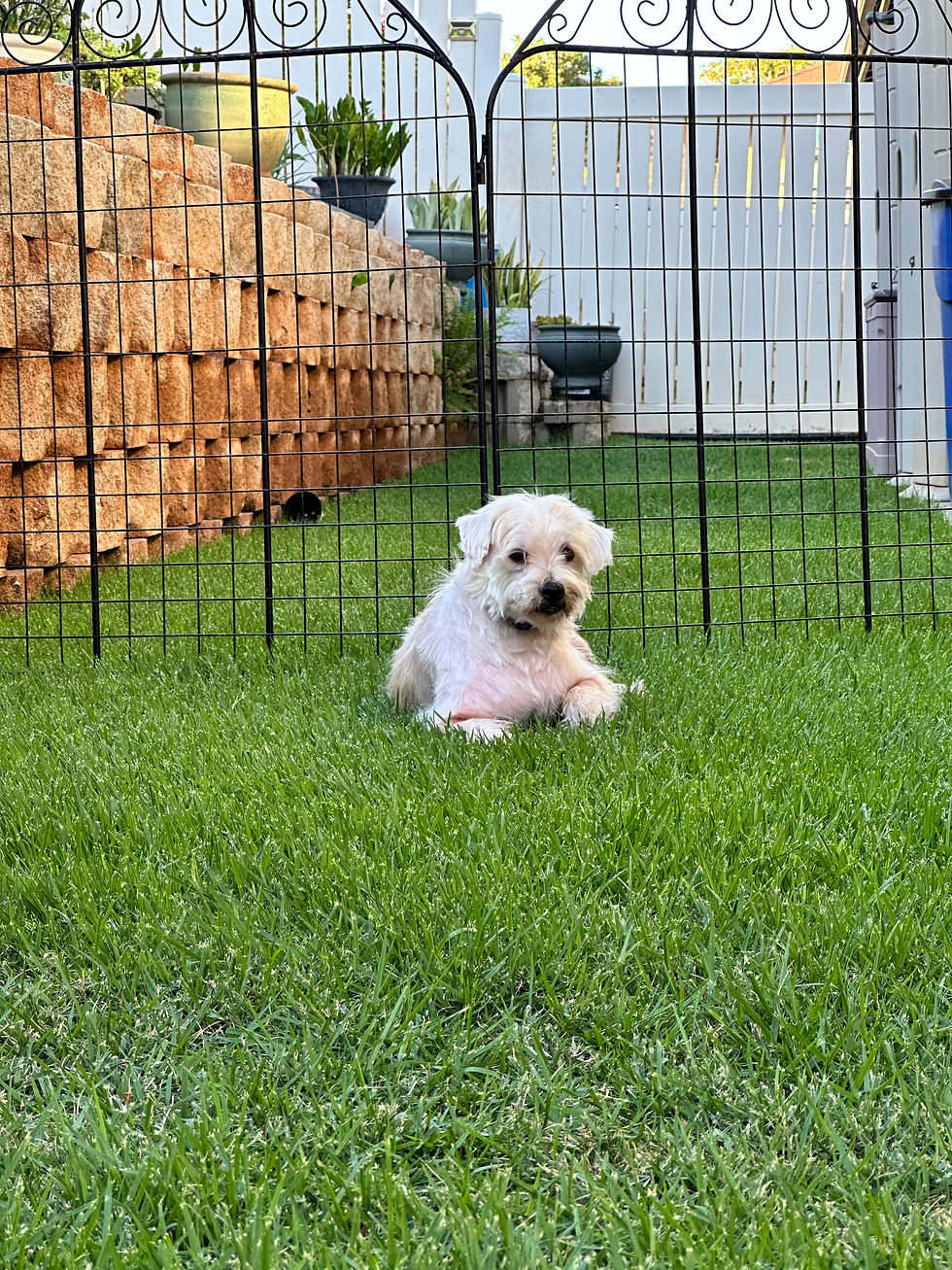 Thumbnail: Benji aka Bear