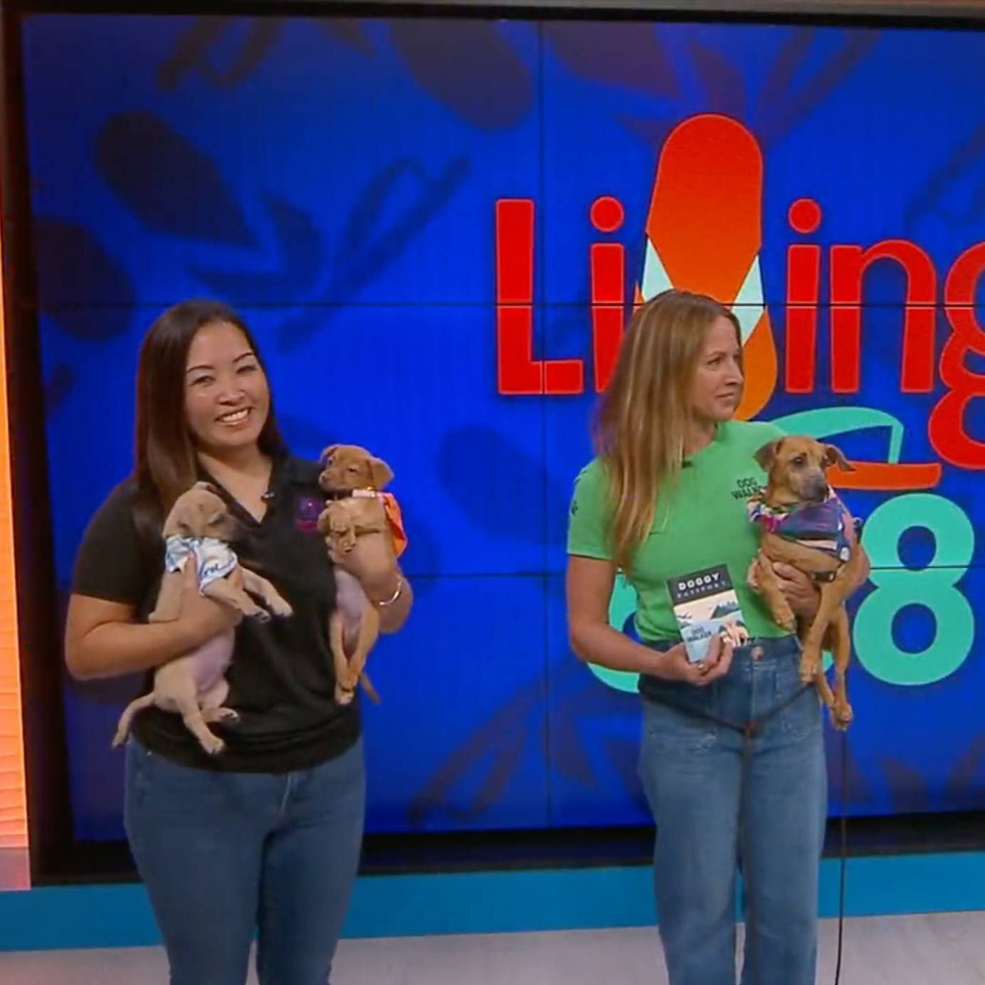 KHON2 — The Doggy Passport