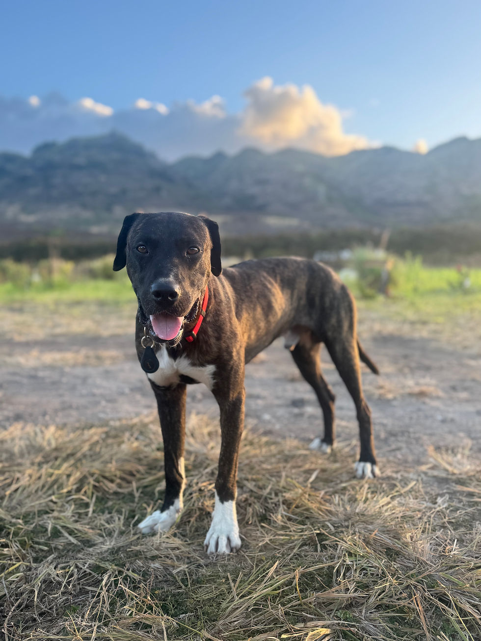 Jax