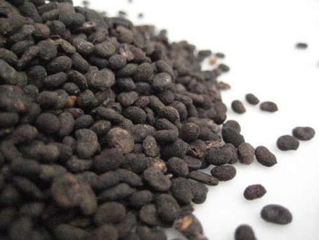 Bakučiolis: Lazdyninis svirulis [Psoralea corylifolia]