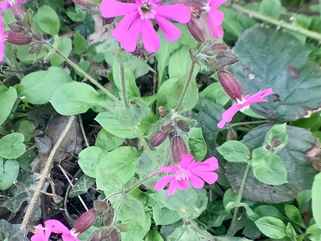 Woodland Wildflower Challenge