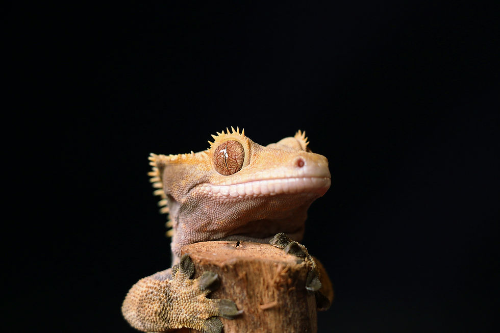 crested-gecko.jpg
