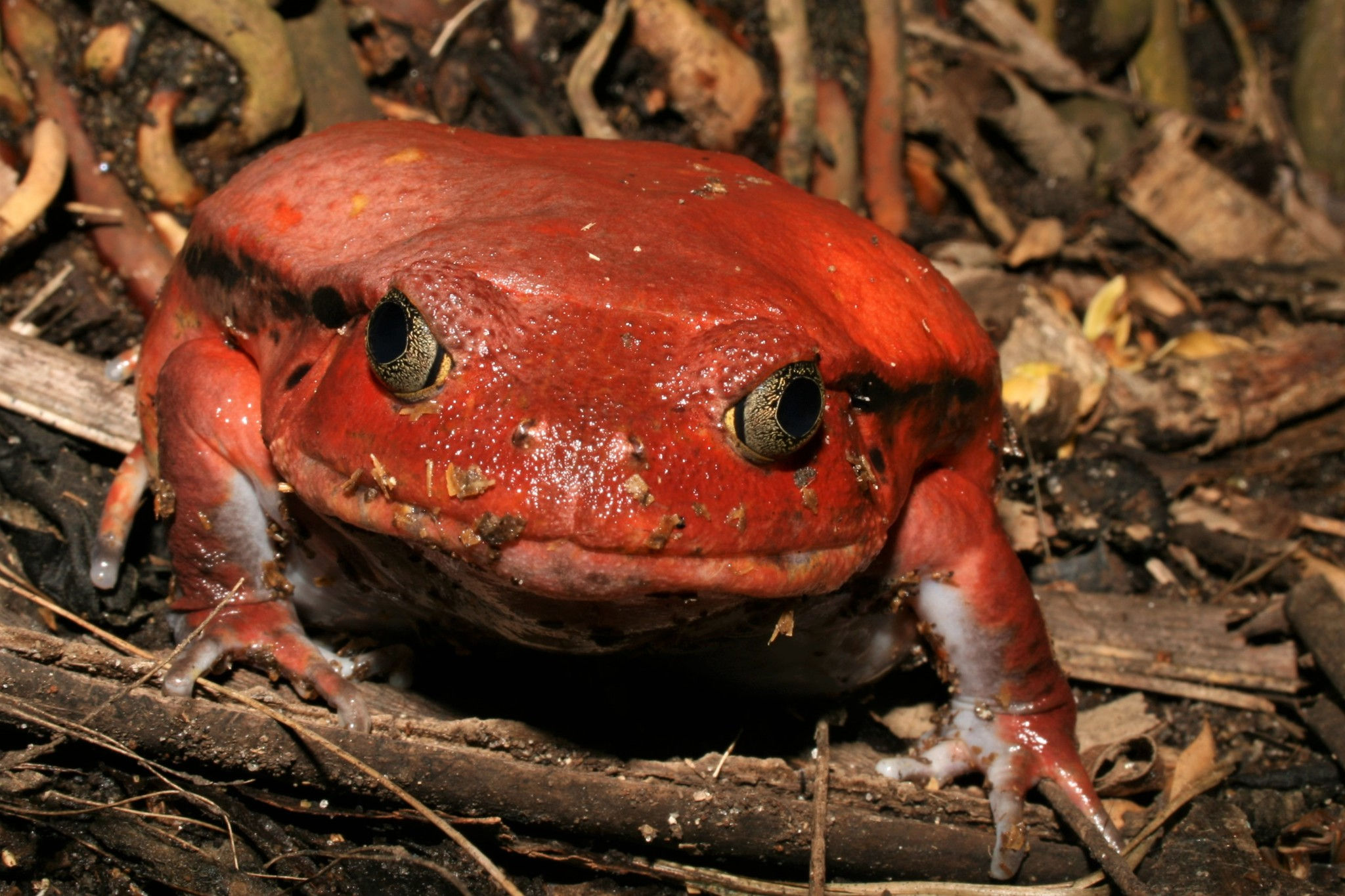 Tomato Frog species reference photo