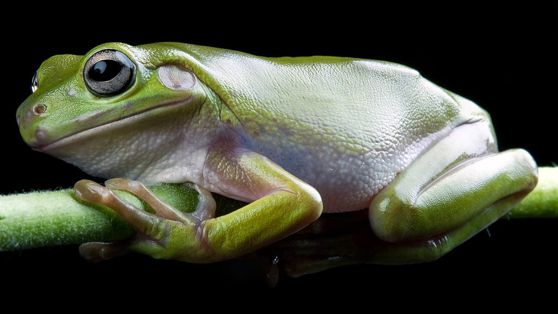White's Tree Frog on black background