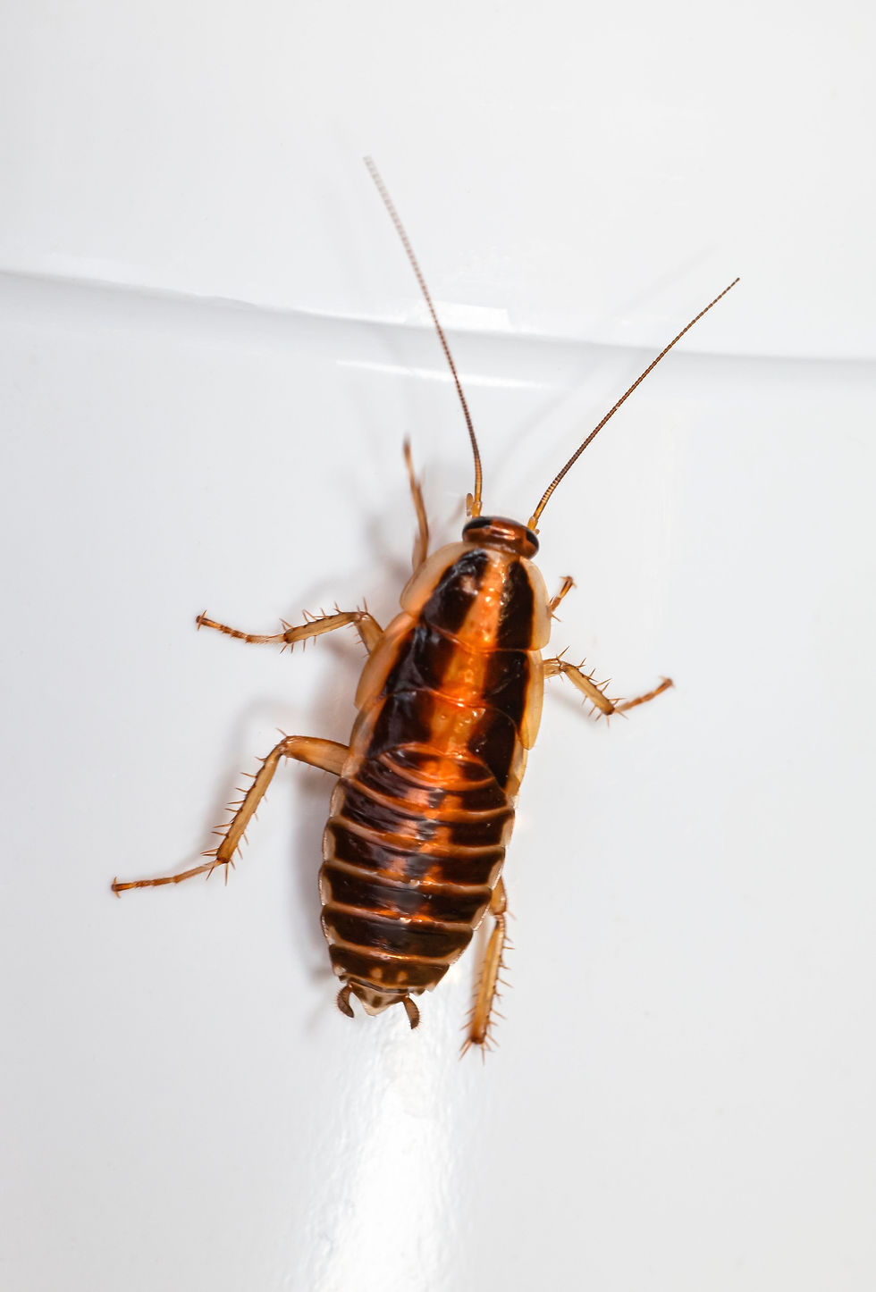 Roach representative feeder insect photo