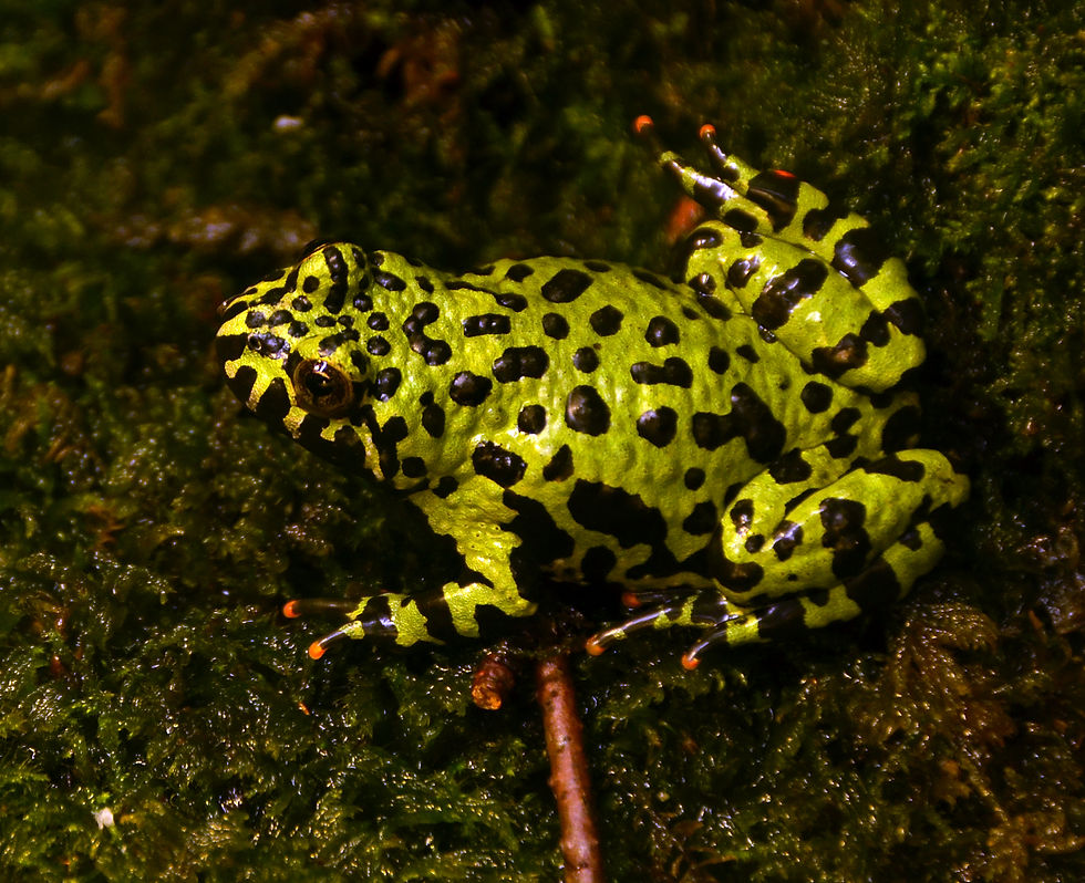 Thumbnail: Fire-Bellied Toad species reference photo