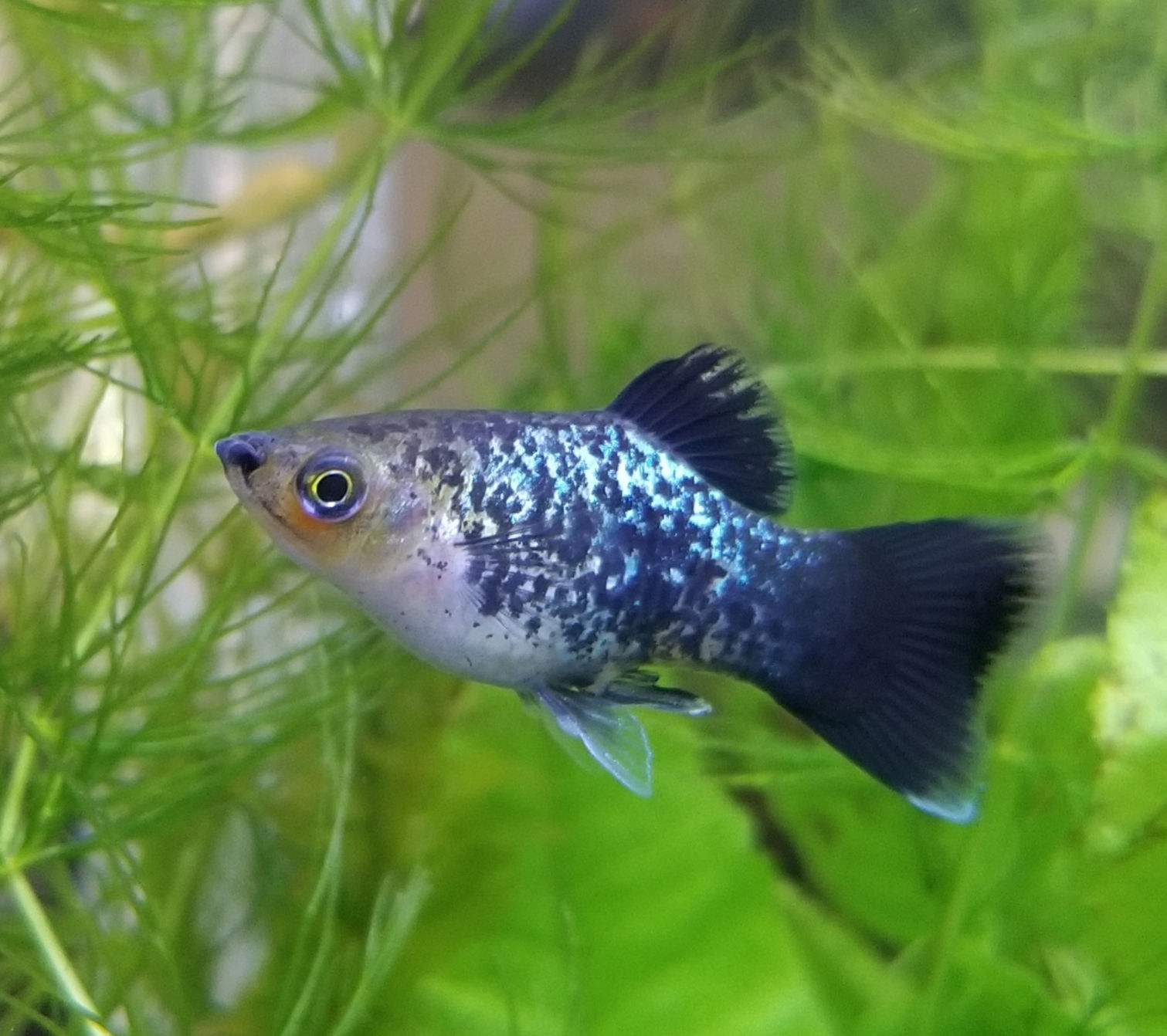 Rainbow Platy representative species photo